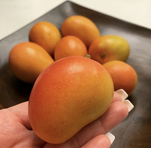 Goldenberry Farms Prepares for Initial Sugar Mango Exports for 2024 Season