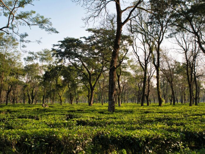 Thomas Cook India & SOTC Travel Curate India’s Most Refreshing Tea-Inspired Escapes