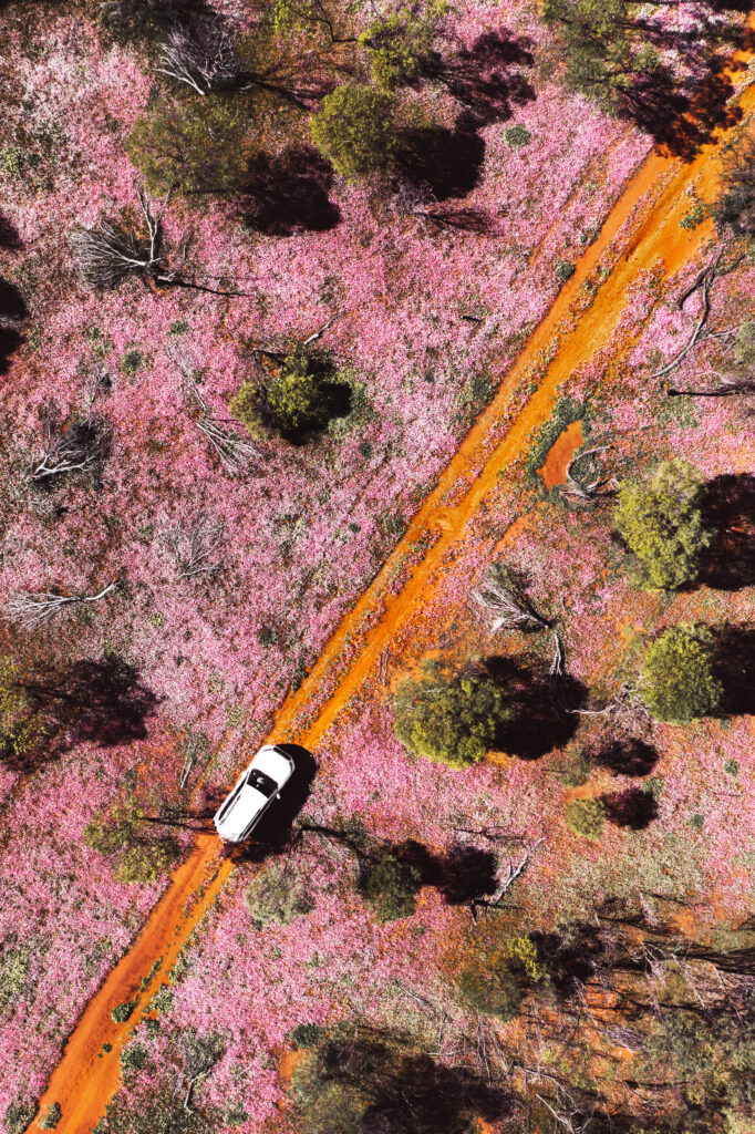 Aerial view of Wildflowers, Morawa