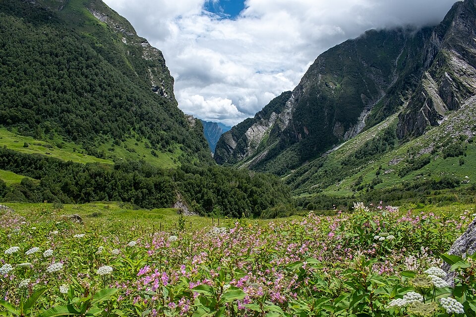 Valley of flowers